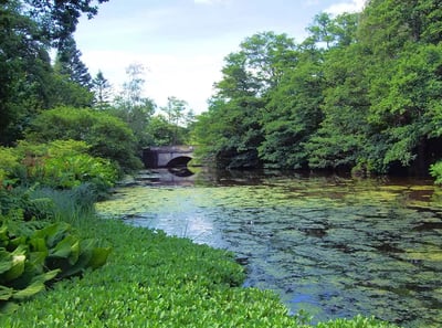 A scenic view within The Savill Garden