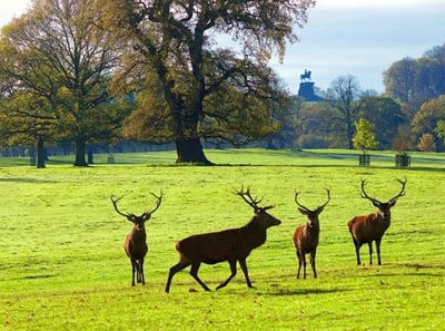 Deer at Windsor Great Park